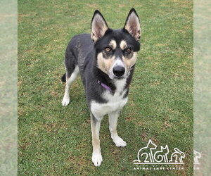 Siberian Husky Dogs for adoption in Irvine, CA, USA