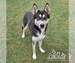 Small Siberian Husky