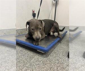 Unknown-Weimaraner Mix Dogs for adoption in Houston, TX, USA