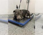 Small Weimaraner Mix