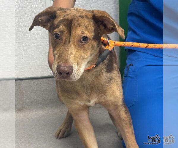 Medium Photo #2 Catahoula Leopard Dog-Labrador Retriever Mix Puppy For Sale in Washington, DC, USA