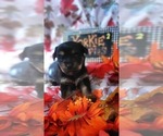 Small #5 Yorkshire Terrier