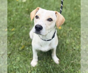 Mutt Dogs for adoption in Yardley, PA, USA