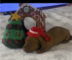 Small Photo #7 Dachshund Puppy For Sale in HOUSTON, TX, USA
