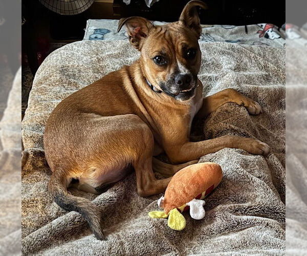 Medium Photo #2 Boxerhuahua Puppy For Sale in Salt Lake City, UT, USA