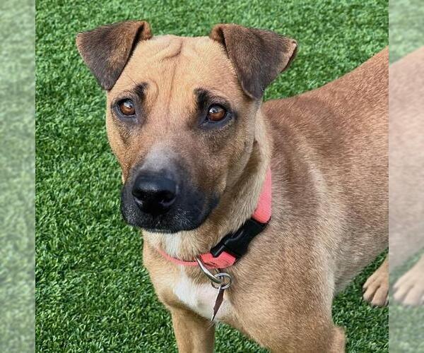 Medium Photo #2 Mutt Puppy For Sale in San Diego, CA, USA