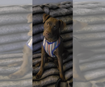 Small #1 American Pit Bull Terrier-Labrador Retriever Mix