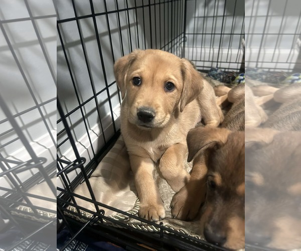 Medium Photo #1 Australian Shepherd-Unknown Mix Puppy For Sale in Mechanicsburg, PA, USA
