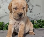 Small Photo #39 Cocker-Pei Puppy For Sale in GOSHEN, IN, USA