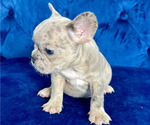 Small Photo #4 French Bulldog Puppy For Sale in TERRACE PARK, OH, USA