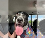 Small #3 American Staffordshire Terrier Mix