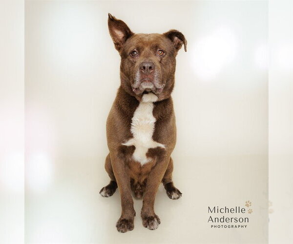 Medium Photo #2 Staffordshire Bull Terrier-Unknown Mix Puppy For Sale in Corona, CA, USA