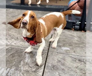 Basset Hound Dogs for adoption in Petaluma, CA, USA