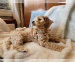 Small #20 Lhasa Apso