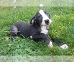 Puppy 2 Great Dane