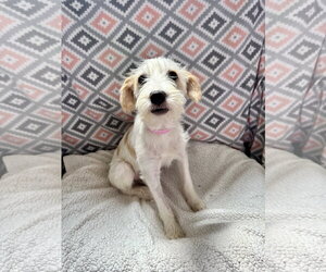 Mutt Dogs for adoption in Pacolet, SC, USA