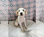 Small Mutt