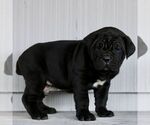 Small #1 Cane Corso