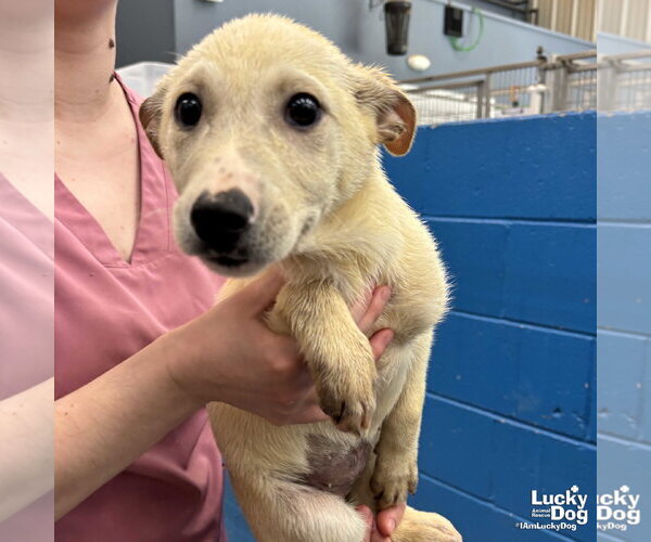 Medium Photo #4 Australian Shepherd-Unknown Mix Puppy For Sale in Washington, DC, USA