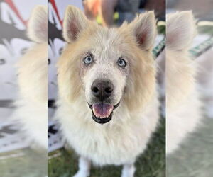 Medium Siberian Husky