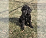 Small Photo #7 Goldendoodle Puppy For Sale in BELLEVUE, NE, USA