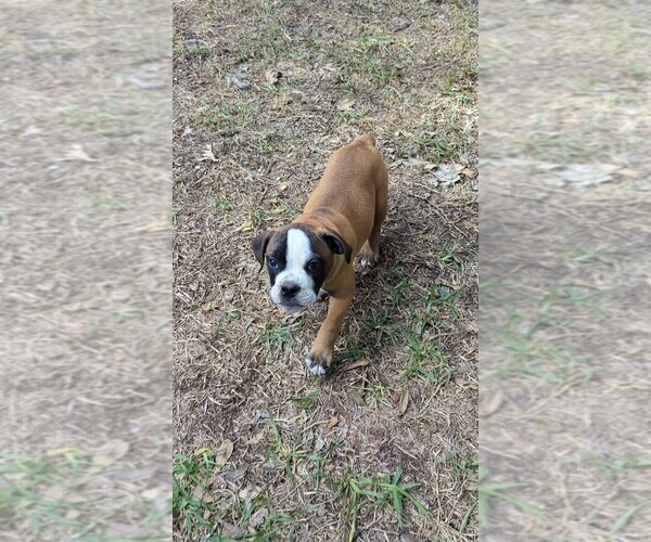 Medium Photo #4 Olde English Bulldogge Puppy For Sale in AUSTIN, TX, USA