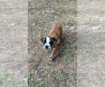 Small #3 Olde English Bulldogge