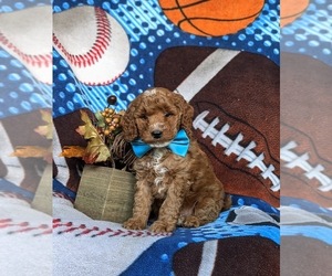 Poodle (Miniature) Puppy for sale in QUARRYVILLE, PA, USA