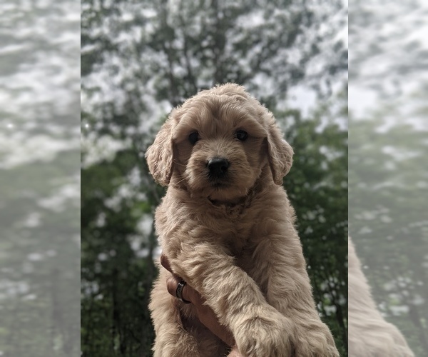Medium Photo #7 Goldendoodle Puppy For Sale in SPENCER, TN, USA