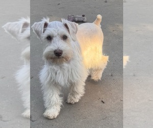 Father of the Schnauzer (Miniature) puppies born on 01/24/2026