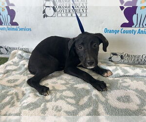 Labrador Retriever-Unknown Mix Dogs for adoption in Orlando, FL, USA