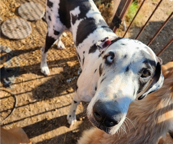 Medium Photo #1 Great Dane Puppy For Sale in SCHERTZ, TX, USA
