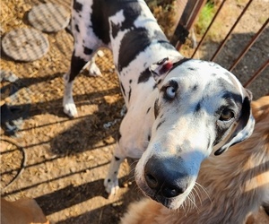 Mother of the Great Dane puppies born on 04/05/2025