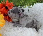 Small Photo #5 French Bulldog Puppy For Sale in BLACK WALNUT, MO, USA