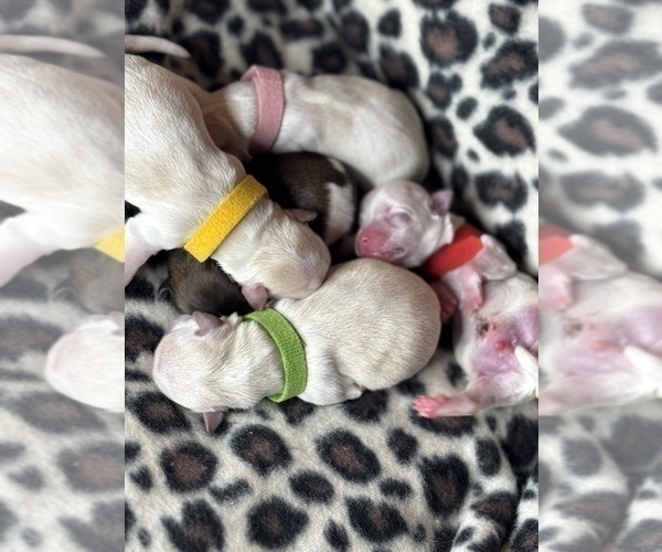 Medium Photo #4 Maltese-Morkie Mix Puppy For Sale in PEORIA, IL, USA