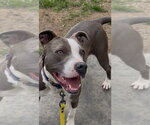 Small #36 American Pit Bull Terrier-American Staffordshire Terrier Mix