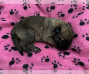 German Shepherd Dog-Malinois Mix Puppy for sale in CLEARWATER, FL, USA