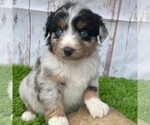 Small Photo #3 Miniature Australian Shepherd Puppy For Sale in FOYIL, OK, USA