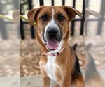 Small #1 Beagle-Border Collie Mix