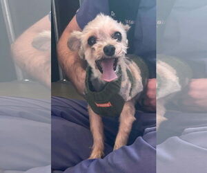Mutt Dogs for adoption in Chester, NJ, USA