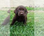 Puppy Dolly Labrador Retriever