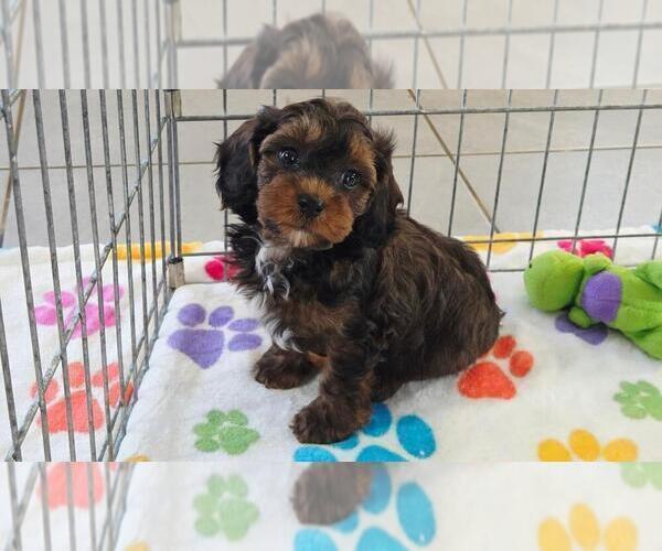 Medium Photo #10 Cavapoo (Miniature)-Poodle (Toy) Mix Puppy For Sale in ORO VALLEY, AZ, USA