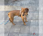 Small Photo #2 Dachshund-Unknown Mix Puppy For Sale in Taunton, MA, USA