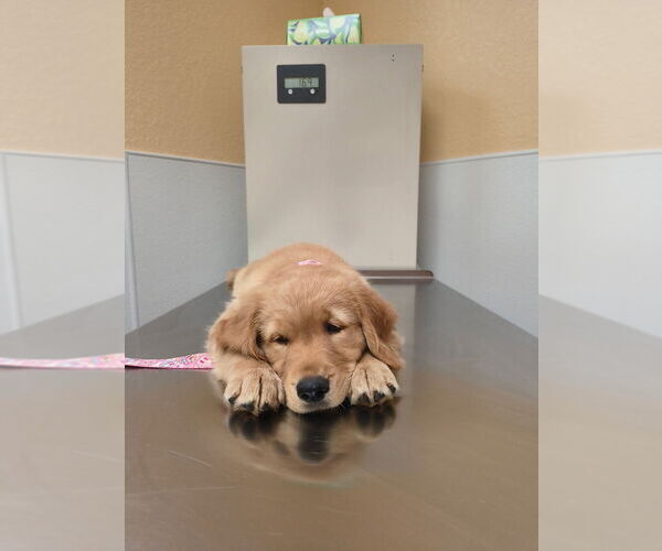 Medium Photo #5 Golden Retriever Puppy For Sale in PLANT CITY, FL, USA