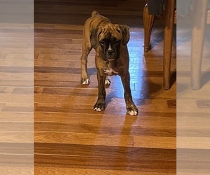 Boxer Puppy for sale in MEMPHIS, MI, USA