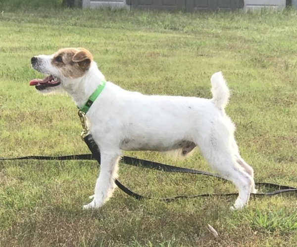 Medium Photo #3 Jack Russell Terrier Puppy For Sale in BUMPASS, VA, USA