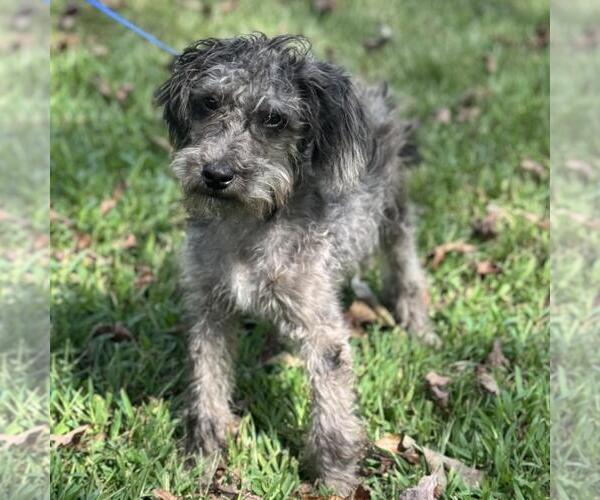 Medium Photo #3 Labrador Retriever-Unknown Mix Puppy For Sale in Yardley, PA, USA