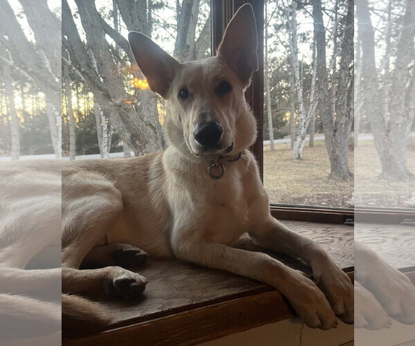 Medium Photo #3 Mutt Puppy For Sale in Brooklyn Center, MN, USA