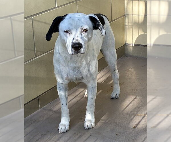 Medium Photo #2 Mutt Puppy For Sale in Riverside, CA, USA