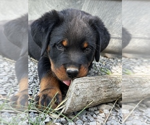 Rottweiler Puppy for sale in MONTPELIER, OH, USA